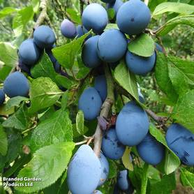 Damson Shropshire Prune