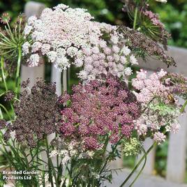 Flowering Carrot Dara - Seeds