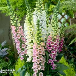 Digitalis Candy Mountain Mixed - Seeds