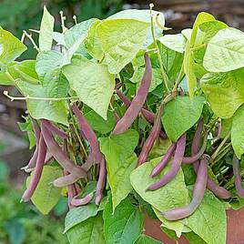 Dwarf French Bean Red Swan - Seeds