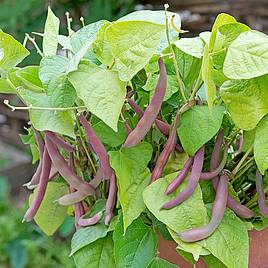 Bean (Dwarf French) Seeds - Red Swan