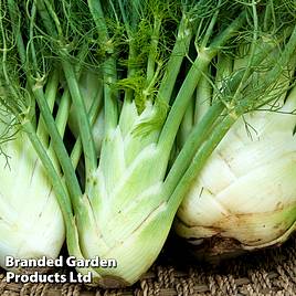 Fennel Fino - Organic Seeds
