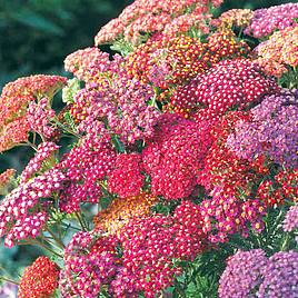 Achillea Summer Berries - Seeds