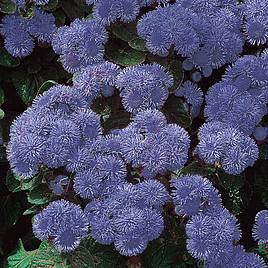 Ageratum Seeds - Blue Mink