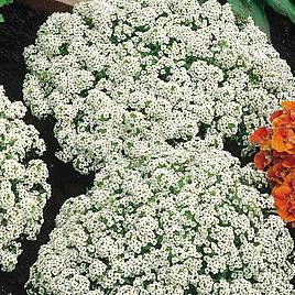 Alyssum Carpet Of Snow - Seeds