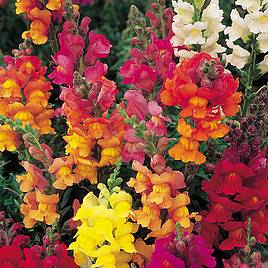 Antirrhinum Seeds - Dobies Giant-Flowered Mixed -