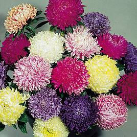 Aster Seeds - Duchess Mixed Colours