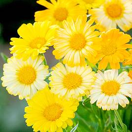 Calendula Citrus Daisy Mix - Seeds