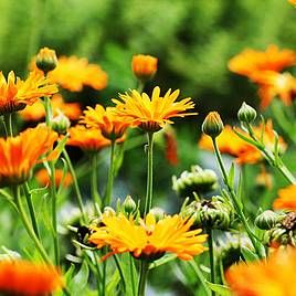 Calendula officinalis - Organic Seeds