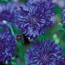 Cornflower Blue Diadem - Seeds