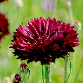 Cornflower Black Ball