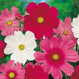 Cosmos Sensation Mixed - Seeds