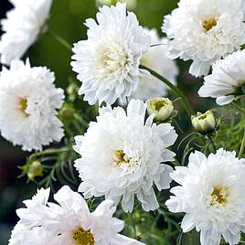 Cosmos White Knight - Seeds