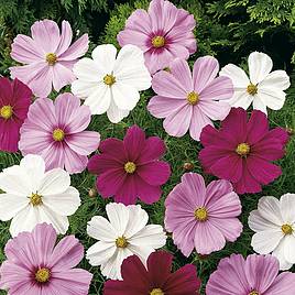 Cosmos Sonata Mixed - Seeds