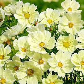 Cosmos Seeds - Xanthos
