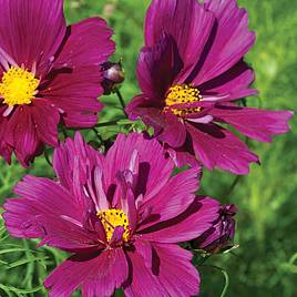 Cosmos Fizzy Purple - Seeds