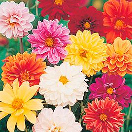 Dahlia Dwarf Amore - Seeds