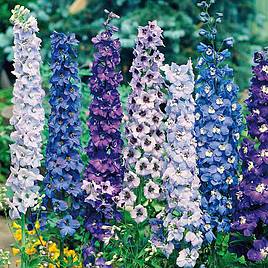 Delphinium Pacific Giants Mixed - Seeds