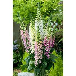 Digitalis Candy Mountain Mixed - Seeds