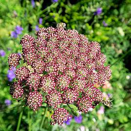 Flowering Carrot Dara - Seeds
