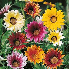 Gazania Promise Mixed - Seeds