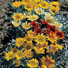 Gazania Talent Mixed - Seeds