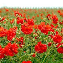 Geum Red Dragon - Seeds