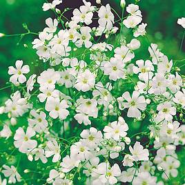 Gypsophila Elegans Alba, Covent Garden Strain - Seeds