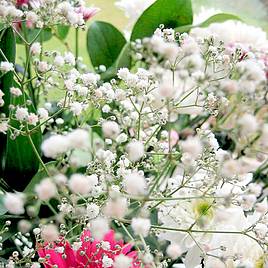Gysophila Covent Garden Mixed - Seeds