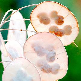 Honesty Mixed - Seeds