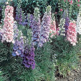 Delphinium Hyacinth-Flowered Mixed - Seeds
