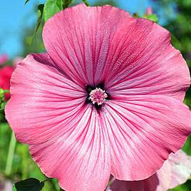 Lavatera trimestris - Organic Seeds