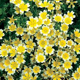 Limnanthes Douglasii - Seeds