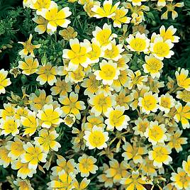 Limnanthes Seeds - Douglasii