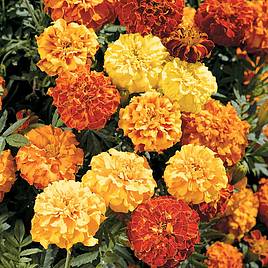 Marigold Zenith Mixed (Afro-French) F1 - Seeds