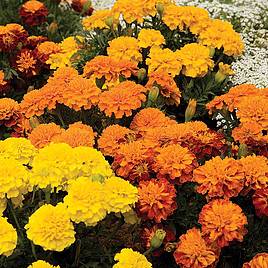 Marigold (French) Seeds - Boy OBoy Mixed