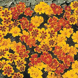 Marigold (Dwarf French) Disco - Seeds