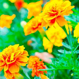 Marigold Defender Mixed (French) - Seeds