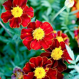 Marigold Red Knight (French) - Seeds
