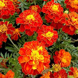 Marigold (French) Seeds - Firebird