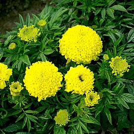 African Marigold Cupid Lemon - Seeds