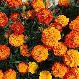 Marigold Honeycomb (French) - Seeds