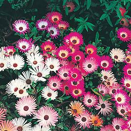 Mesembryanthemum Seeds - Criniflorum