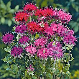 Monarda Panorama Mixed - Seeds