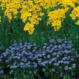 Myosotis Compindi - Seeds