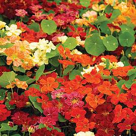 Nasturtium Paintbox Mixed - Seeds