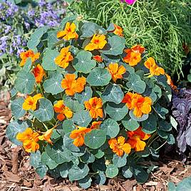 Nasturtium Baby Orange - Seeds