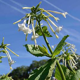 Nicotiana Seeds - Affinis