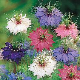 Nigella Persian Jewels - Seeds
