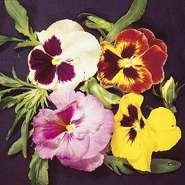 Pansy Emperor Strain Mixed - Seeds